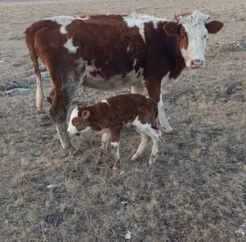 Gökçek Hayvancılık